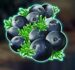 Symbol Black Berries slot Winterberries by Yggdrasil