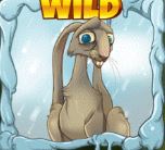 Hare WILD Seasons