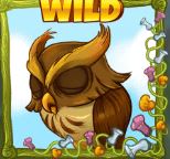 Owl WILD Seasons