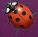 Symbol Ladybug slot Lady of Fortune by Play'n GO