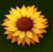 Symbol Sunflower slot Honey Rush by Play'n GO