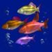 Symbol School of fish slot Dolphin’s Pearl Deluxe by Novomatic