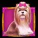 Symbol Shih-tzu slot The Dog House by Pragmatic Play