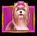 Symbol Shih-tzu slot The Dog House Megaways by Pragmatic Play