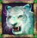 Symbol Tigre slot Jade Magician by Play'n GO