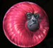 Symbol Pink Monkey slot 7 Monkeys™ by Pragmatic Play