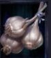 Symbol Garlic cloves slot Book of Vampires by Tom Horn Gaming