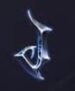 Symbol Letter J slot Book of Vampires by Tom Horn Gaming